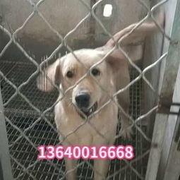 国产狼犬粘人吗视频在线观看,粘人还是独立？视频揭秘