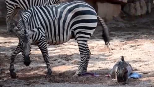 斑马国产测评视频大全免费