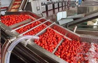 国产脱水蔬菜生产线视频,高效节能的现代化食品加工技术展示